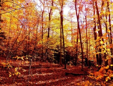 A scenic Edmonton forest filled with vibrant fall colours, symbolizing the October season.
